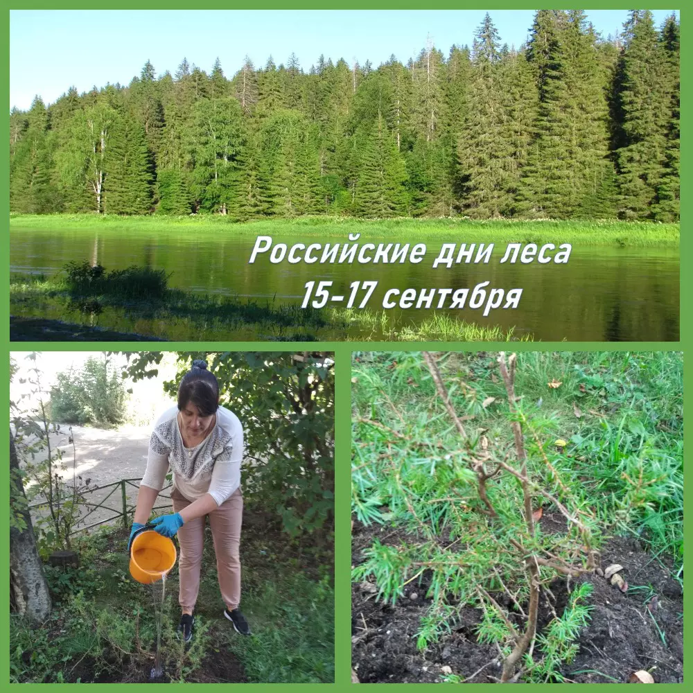 Российские дни леса